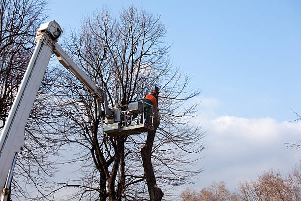 Tree and Shrub Care in Aventura, FL