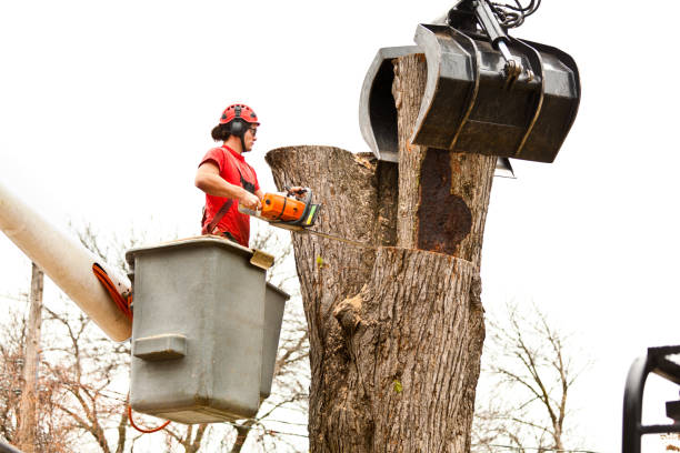 Trusted Aventura, FL Tree Removal Services Experts